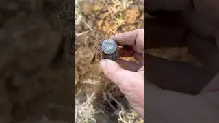 OMG Another Shilling #neilcolston #metaldetecting #love #amazing Silver #gold