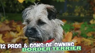12 Pros & Cons of Owning a Border Terrier🐶