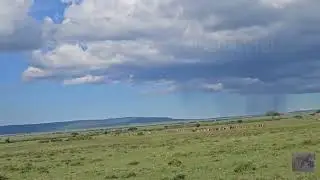 A glimpse of herders in the Mara conservancies