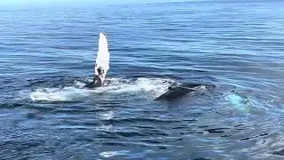 Provincetown Cape Cod Whale Watching Extravaganza!  11:15am 9/22/2025 