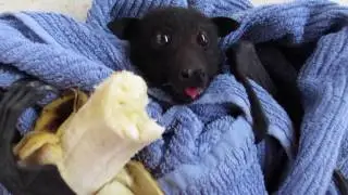 Bat holds a banana with his foot!