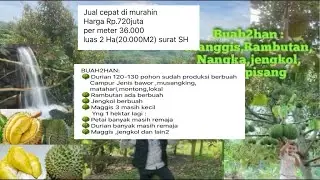 Jual kebun durian akulasi produksi L:2 Ha surat SHM Rp.800juta kelokasi akses mobil ada mata air 