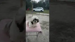 Batala dog show Cutest Shihtzu Dog!
