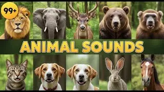 Top 100 Animal Sounds for Kids | Big Educational Learning Video