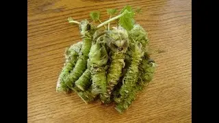 12 proven health benefits of wasabi