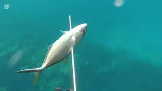 JACK FISH ON THE MOVE BY THE THOUSAND 