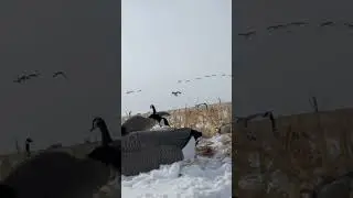Honkers doing it up in the snow #birdhunting #goose #hunting #waterfowling #goosehunting