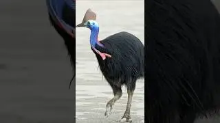 O Casuar: A Ave Mais Perigosa do Mundo! 🐦⚡