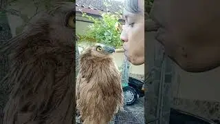 Buffy Fish Owl Sarapan #shorts