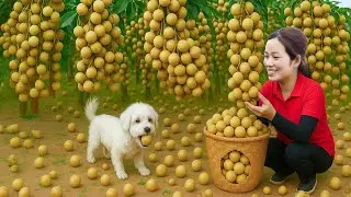 Brave Dog Helps Harvest Longan in the Forest go to market sell | Unexpected Friendship & Sweet Fruit