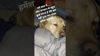 &hearts;️🫶#love #labrador #dog #funny #shorts #viral #doglover