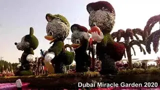 U.A.E Dubai Miracle Garden 2020