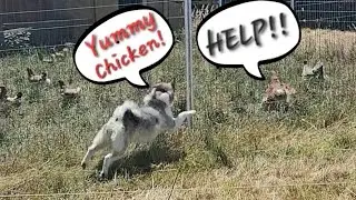 Stella the Alaskan Malamute VS farm animals
