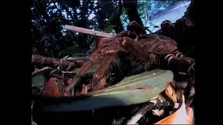 Requiem pour les mygales – 1995 (26' 45'') – version remastérisée