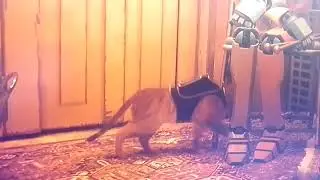 stray bug