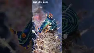 Nembrotha kubaryan, Variable Neon Slug❤️ #reelsvideoシ #fypシ゚vir #sealife #sea #ocean