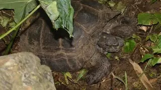 Asian Forest Tortoise @ KKNP #wildlife #nikonvideography #tortoise #Kaeng Krachan NP Thailand