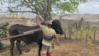Arrizon Chegando Com Ração de Cadeiro Sitio Santa Paula Casserengue PB 17/1/26 