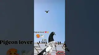 High flying kabooter on top jammu 🥵🖤 #pigeon #kabootar #explorepage #borderpigeon #jammupigeon#viral