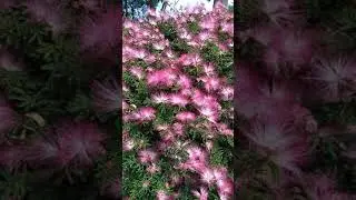 Esponjinha-vermelha ou Calliandra brevipesas