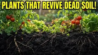 Top 8 Plants To Revive Dead Soil - 2026 Guide