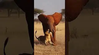 Lioness Attacks Young Elephant | Intense Battle for Survival on the African Savannah. #shorts