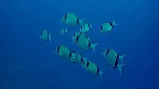 Diplodus vulgaris (Common two-banded seabream)