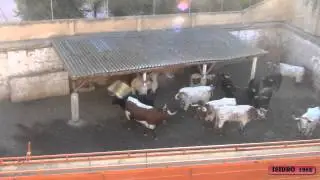 TOROS DE MANUEL ANGEL MILLARES EN TUDELA (NAVARRA) 29-07-2012