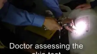 Intradermal skin test on a dog