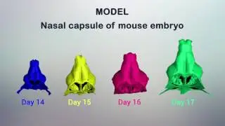 Oriented clonal cell dynamics enables accurate growth and shaping of vertebrate cartilage