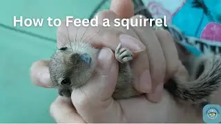 How to feed a baby squirrel| How to raise a rescued baby Squirrel|
