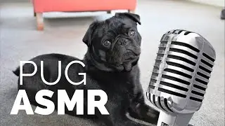 PUG ASMR/MY ASMR