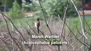 Birds of Poland - Wagtails & Warblers
