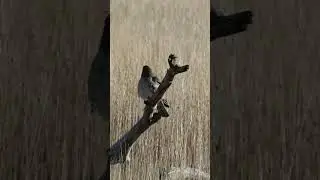 Northern Harrier Soaring over Marshland #northernharrier #raptor #hawk