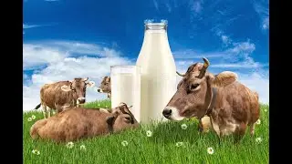 Daily milk yield of my cows🐮