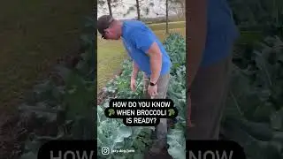 How Do You Know When Broccoli is Ready to Harvest? 🥦
