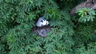 Raw Wildlife Footage