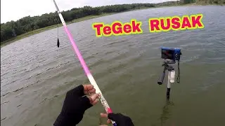 Tegek Rusak....NILA dagu MERAH