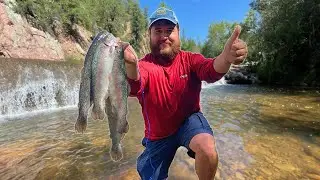 Trout Fishing ADVENTURE in a Small Mountain Creek! (Nonstop Fish)