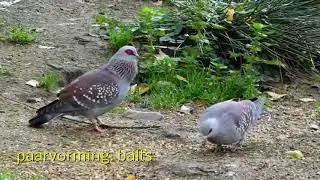 Gespikkelde Duif 2020 05 12 De 1 minuutfilm