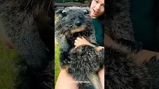 Meet the Bearcat: The Animal That Smells Like Popcorn! 🍿🐾