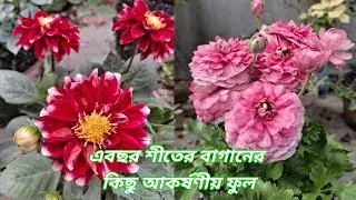 বাগানে একবার লাগালে প্রতিবছর শীতে এই গাছগুলো খুঁজবেন ll rare winter flower in my garden