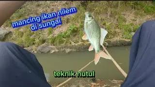 mancing ikan nilem di sungai - teknik nutul