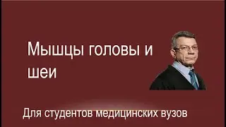 Мышцы головы и шеи на модели