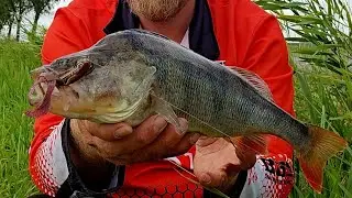 Hoe je kunt vissen op baars met de kickbackrig. 