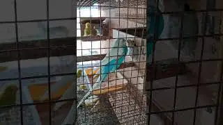 #spangel budgie