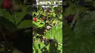 #growyourownfood #growfood #growfoodathome -#beautifulgarden #gardenideas #gardendesign