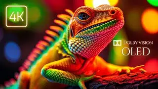 Рептилии Животные 4K HD 60 кадров в секунду  Живописный расслабляющий фильм, успокаивающая музыка