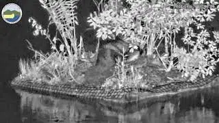 Late Night Beaver Encounter