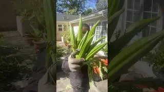 Grow 170 okra in 2ft food survival kit. #Okra #garden